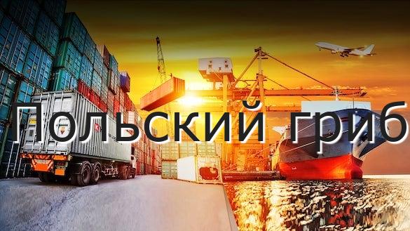 Польский гриб